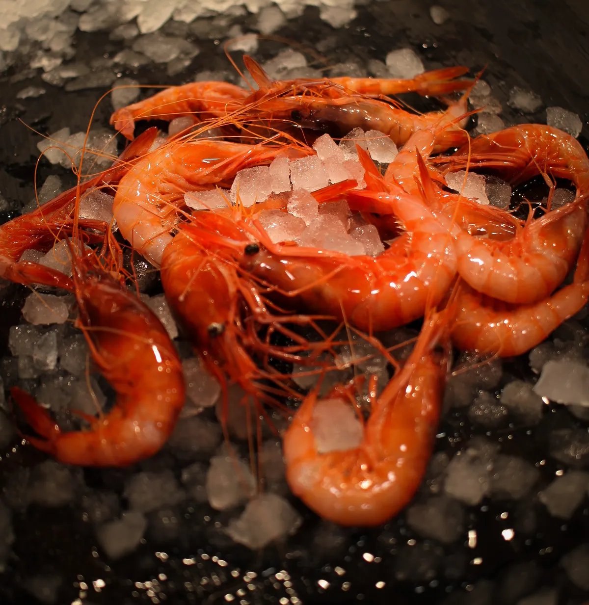 Gambas de Vilanova